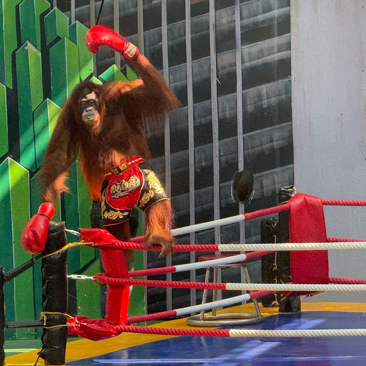 Siegerpose eines Orang-Utans – aber Gewinner sind nur die Betreiber. - Foto: Carola Frentzen/dpa