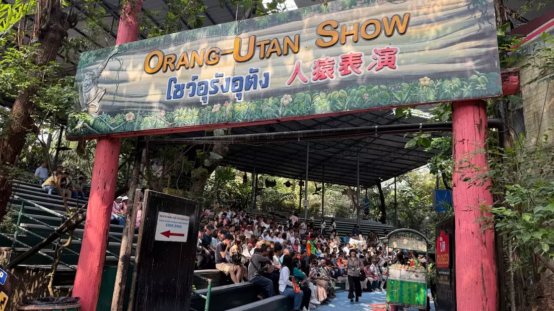 Die Orang-Utan-Shows sind weiter beliebt. - Bild: Carola Frentzen/dpa