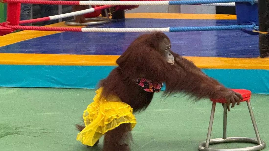 Ein Orang-Utan-Weibchen bei einer umstrittenen Bühnenshow. - Bild: Carola Frentzen/dpa