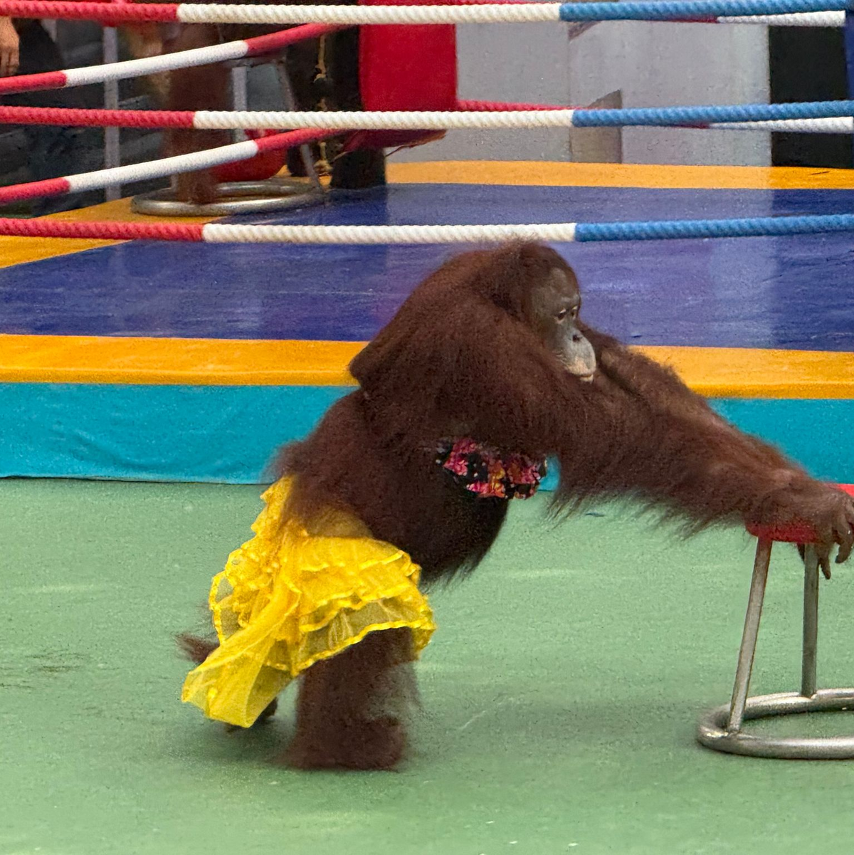 Ein Orang-Utan-Weibchen bei einer umstrittenen Bühnenshow. - Foto: Carola Frentzen/dpa