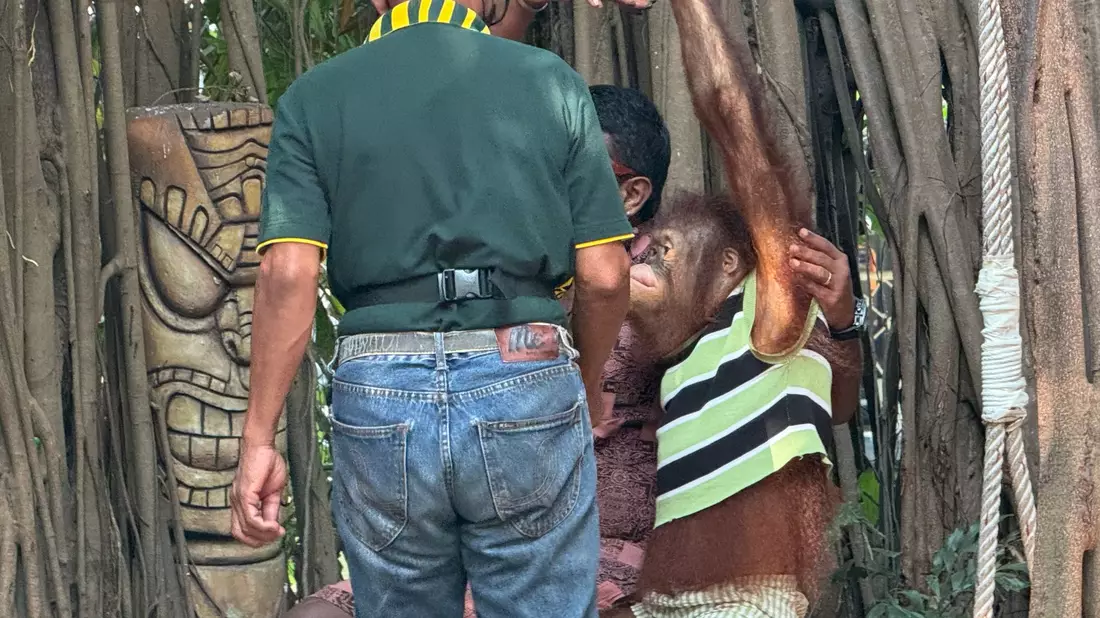 Orang-Utans müssen in den Parks auch mit Touristen posieren. - Bild: Carola Frentzen/dpa