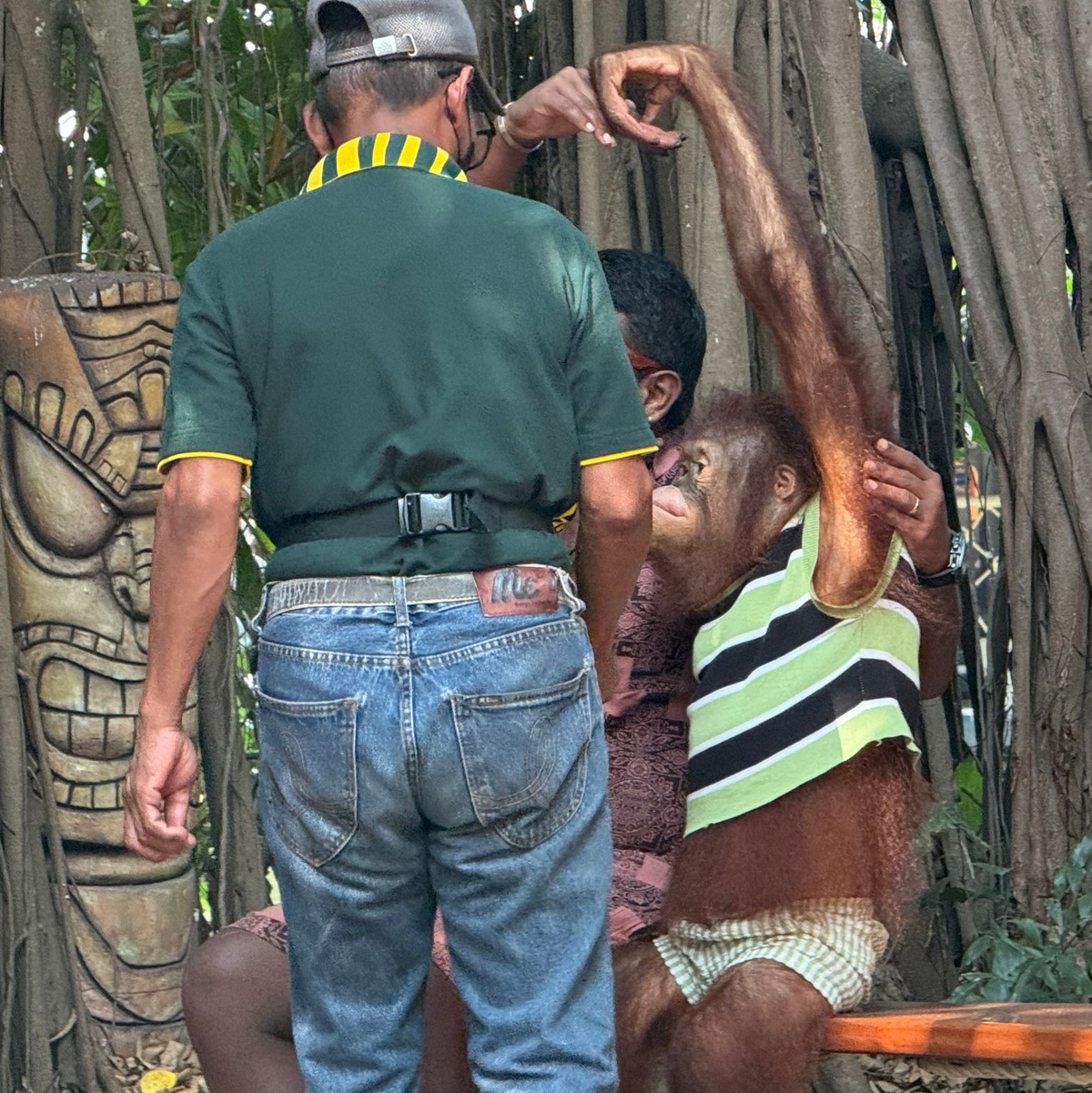 Orang-Utans müssen in den Parks auch mit Touristen posieren. - Foto: Carola Frentzen/dpa
