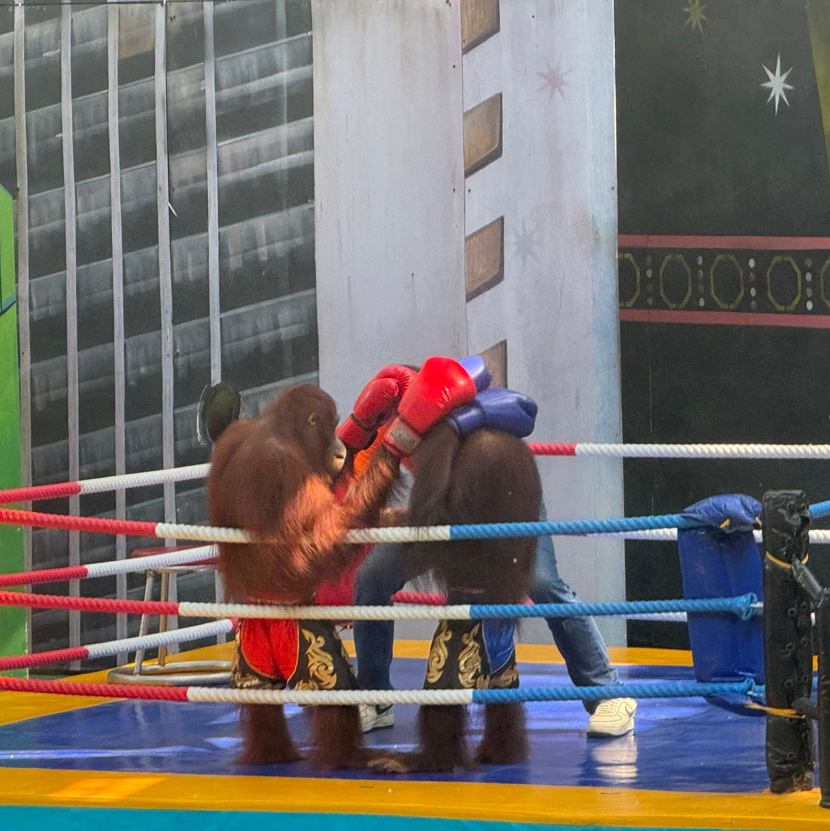 Tierschützer sind entsetzt über die Box-Spektakel. - Foto: Carola Frentzen/dpa