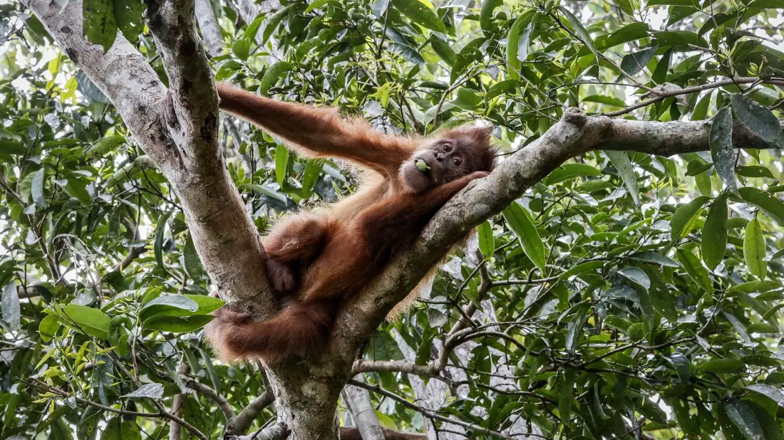 So leben Orang-Utans in der Wildnis: Entspannt in den Baumwipfeln. (Symbolbild) - Bild: Hotli Simanjuntak/EPA/dpa