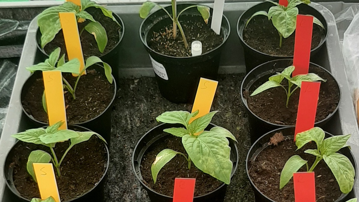 Der Tomaten- und Paprika-Anbau weltweit gefährdet - Foto: presseportal.de