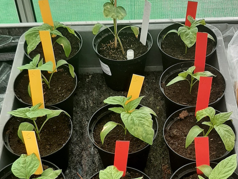 Der Tomaten- und Paprika-Anbau weltweit gefährdet - Foto: presseportal.de