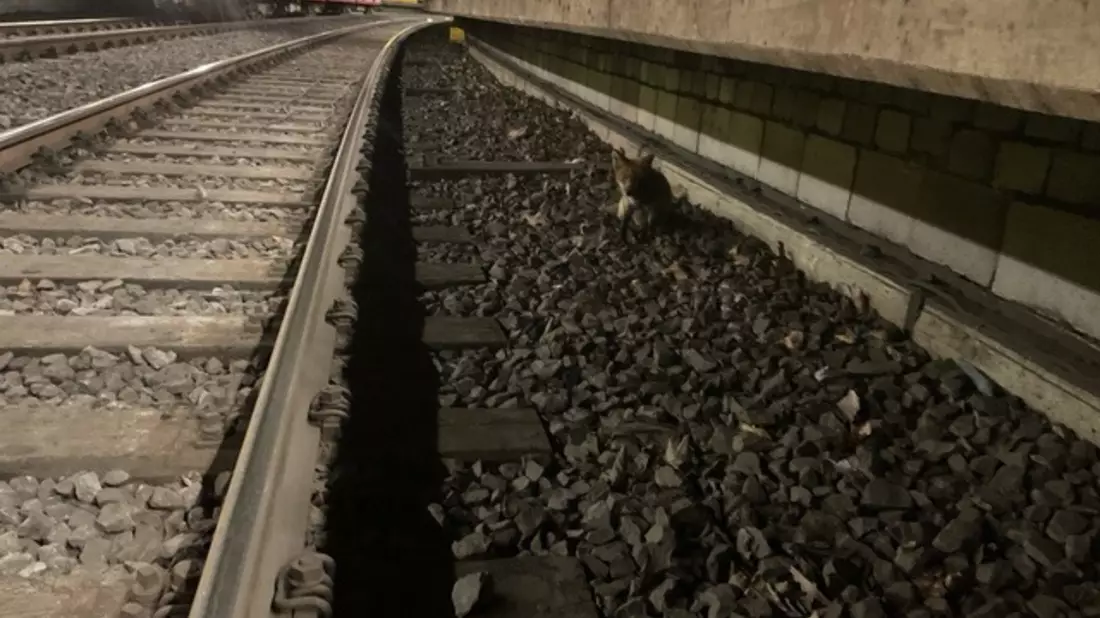 FW-DO: Fuchs verläuft sich in U-Bahn Haltestelle - Bild: presseportal.de