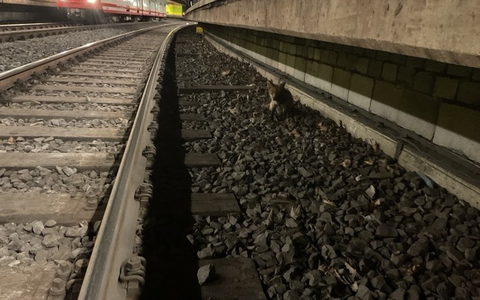 FW-DO: Fuchs verläuft sich in U-Bahn Haltestelle - Foto: presseportal.de