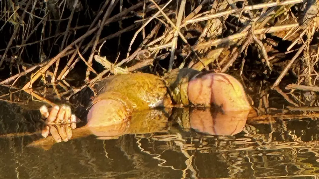 POL-DA: Breuberg-Hainstadt: Hand ragt aus dem Wasser/Grausiger Fund entpuppt sich als Puppe - Bild: presseportal.de