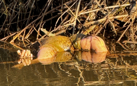 POL-DA: Breuberg-Hainstadt: Hand ragt aus dem Wasser/Grausiger Fund entpuppt sich als Puppe - Foto: presseportal.de