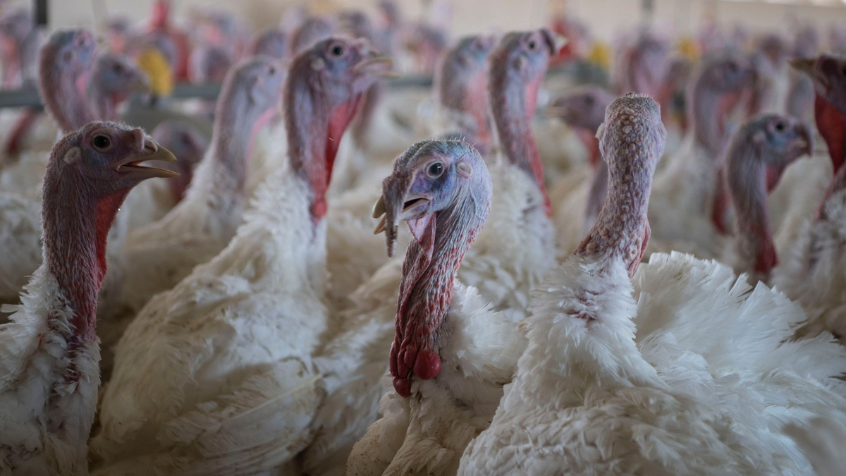 Puten im Stall eines Mastbetriebs. (Symbolbild) - Foto: Philip Dulian/dpa