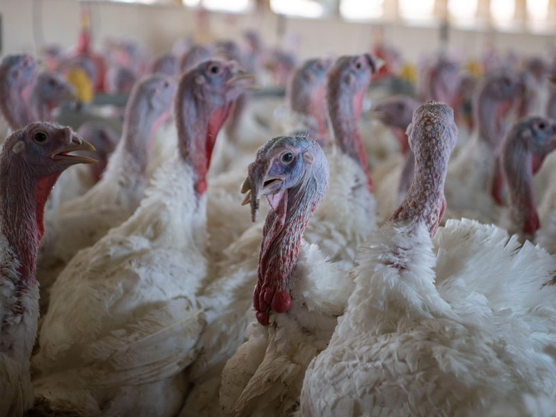 Puten im Stall eines Mastbetriebs. (Symbolbild) - Foto: Philip Dulian/dpa