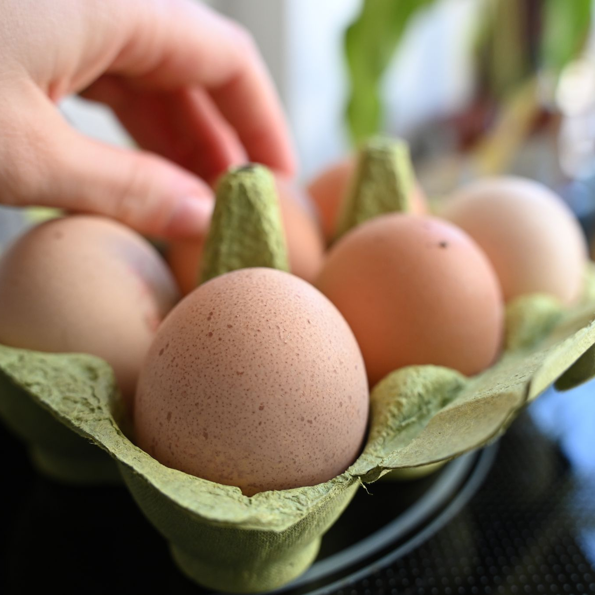 Einen Notstand bei der Eier-Versorgung gibt es nicht - aber Lücken in den Regalen der Händler. (Symbolbild) - Foto: Elisa Schu/dpa