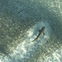 3sat-Doku Logik der Vielen – Das Prinzip Schwarm über kollektive Intelligenz - Foto: presseportal.de