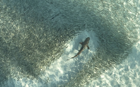 3sat-Doku Logik der Vielen – Das Prinzip Schwarm über kollektive Intelligenz - Foto: presseportal.de