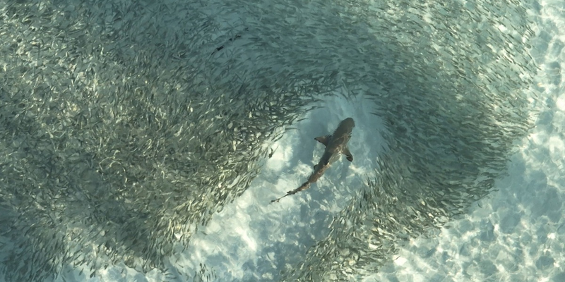 3sat-Doku Logik der Vielen – Das Prinzip Schwarm über kollektive Intelligenz - Foto: presseportal.de