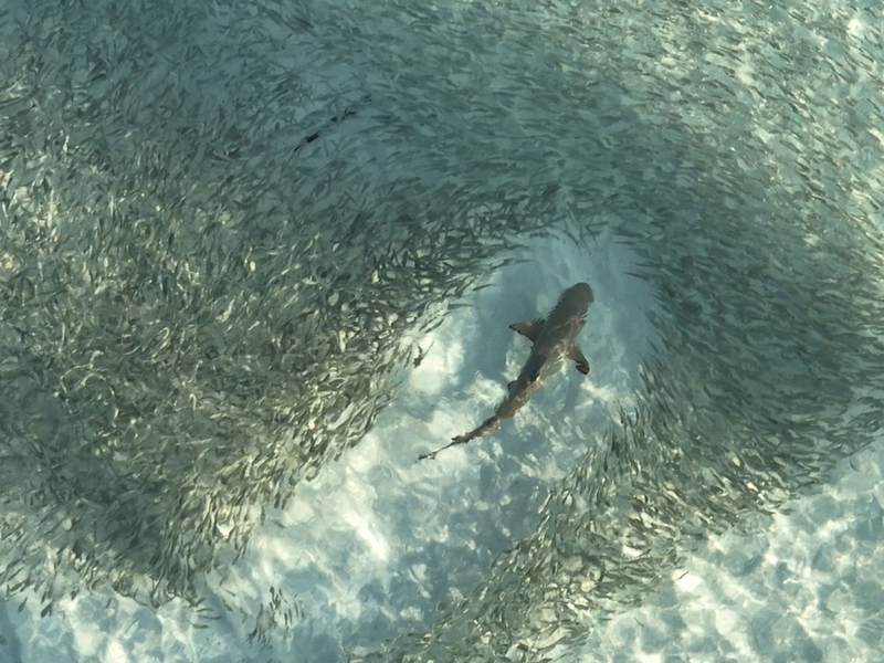 3sat-Doku Logik der Vielen – Das Prinzip Schwarm über kollektive Intelligenz - Foto: presseportal.de