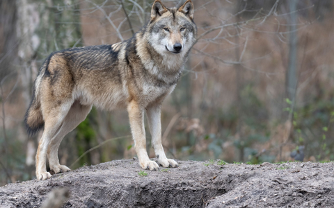 Die Zahl der Wölfe in Europa hat sich binnen zehn Jahren nahezu verdoppelt. (Symbolbild) - Foto: Boris Roessler/dpa