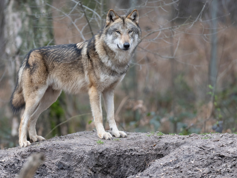 Die Zahl der Wölfe in Europa hat sich binnen zehn Jahren nahezu verdoppelt. (Symbolbild) - Foto: Boris Roessler/dpa