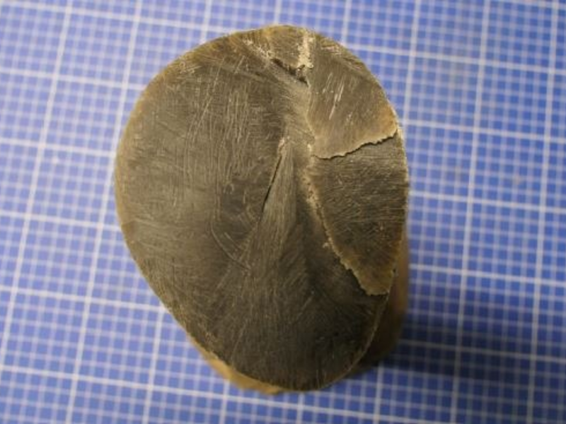 HZA-DD: Reisender schmuggelt Elfenbein / Hornstück eines Nashorns in einer Paketsendung - Foto: presseportal.de