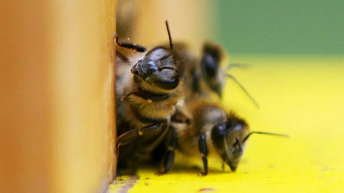 Bienen (Archiv) - Bild: via dts Nachrichtenagentur