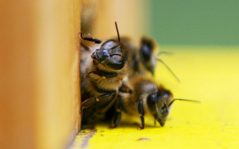 Bienen (Archiv) - Foto: via dts Nachrichtenagentur