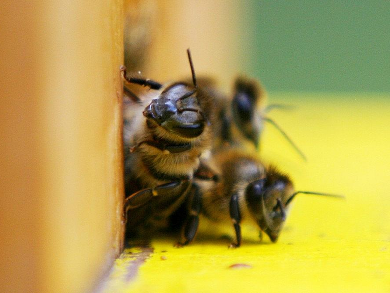 Bienen (Archiv) - Foto: via dts Nachrichtenagentur