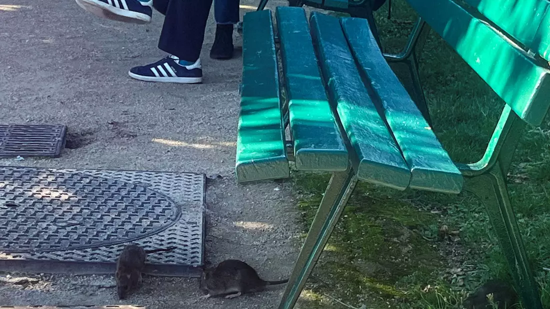 Vielerorts in Paris gehören Ratten praktisch zum Stadtbild.  - Bild: Nilufar Evers/dpa