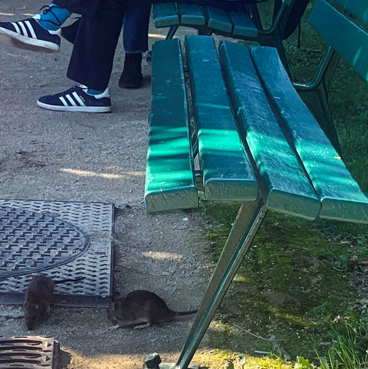 Vielerorts in Paris gehören Ratten praktisch zum Stadtbild.  - Foto: Nilufar Evers/dpa