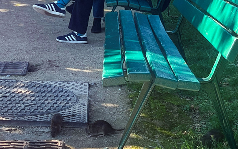 Vielerorts in Paris gehören Ratten praktisch zum Stadtbild.  - Foto: Nilufar Evers/dpa