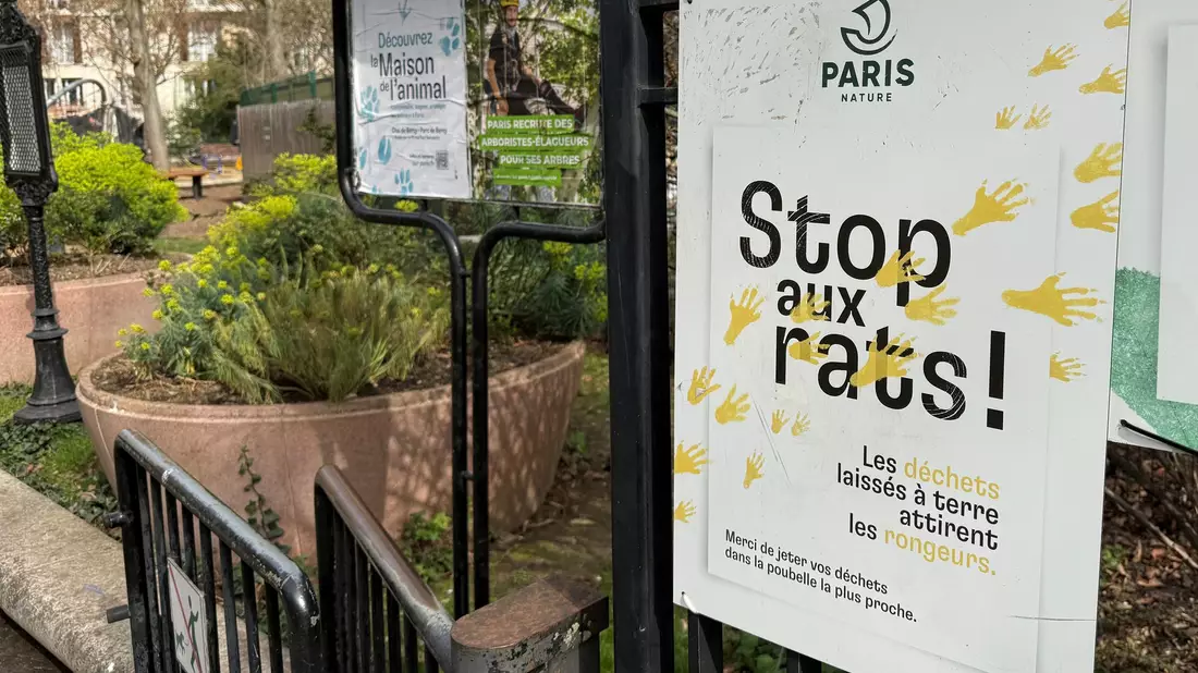 Seit Jahren kämpft die Stadt Paris gegen die Rattenplage. - Bild: Michael Evers/dpa