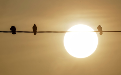 Bodennahe Winde haben den Staub in Afrika aufgewirbelt, dann wird der nach Europa transportiert. - Foto: Thomas Warnack/dpa