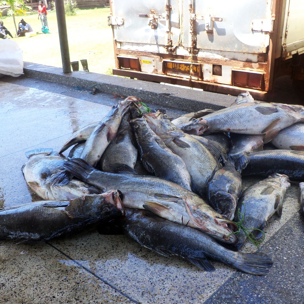 Mittelgroße Nilbarsche aus dem Viktoriasee. (Archivbild) - Foto: picture alliance / dpa