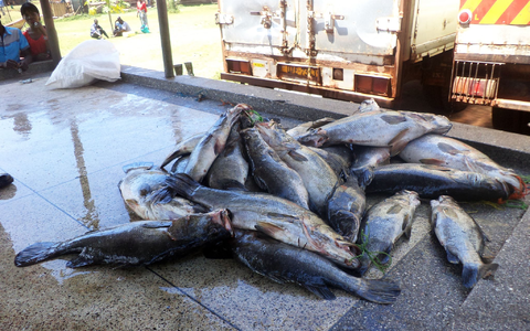 Mittelgroße Nilbarsche aus dem Viktoriasee. (Archivbild) - Foto: picture alliance / dpa