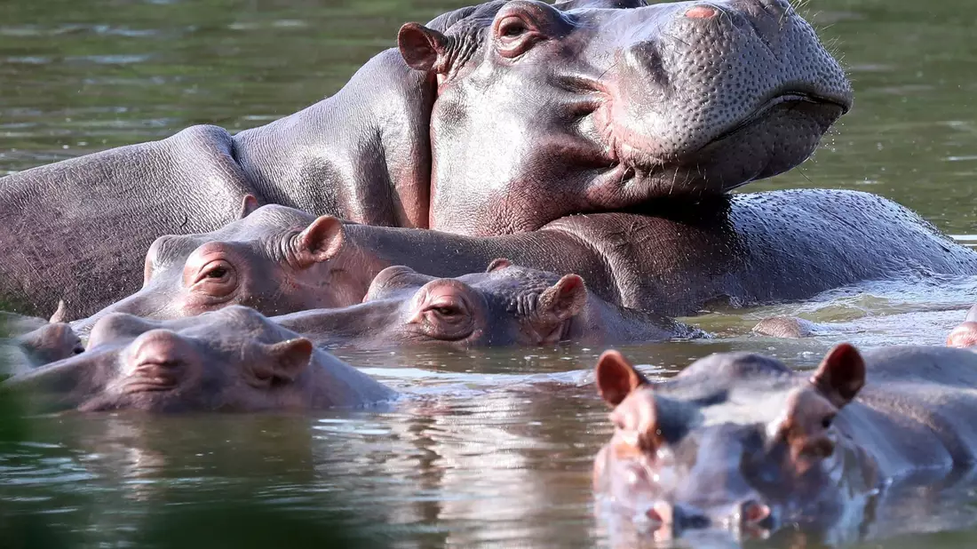 Flusspferde schwimmen im ehemaligen Privatanwesen des Drogenbarons Pablo Escobar. (Archivbild) - Bild: Fernando Vergara/AP