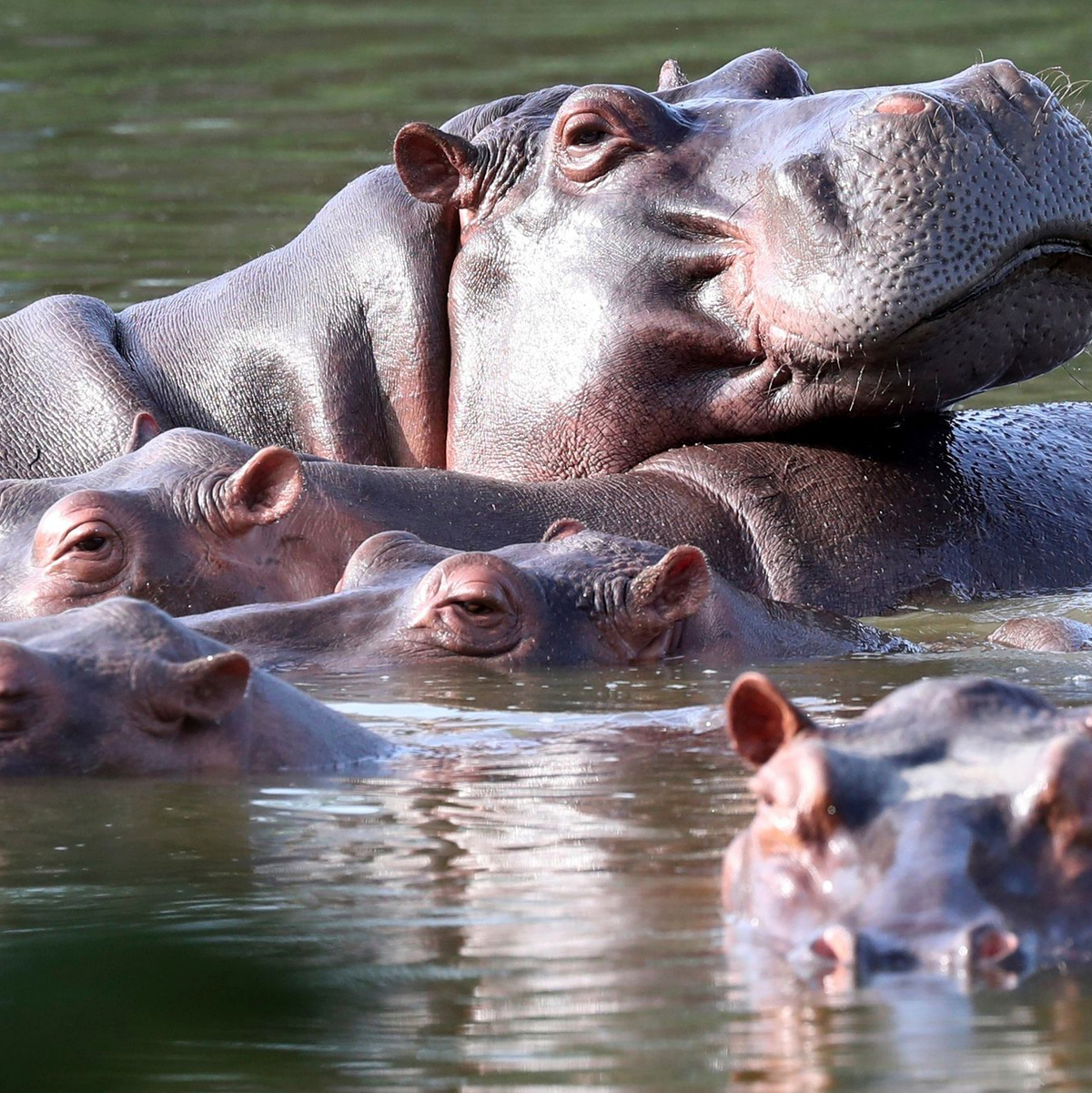 Flusspferde schwimmen im ehemaligen Privatanwesen des Drogenbarons Pablo Escobar. (Archivbild) - Foto: Fernando Vergara/AP