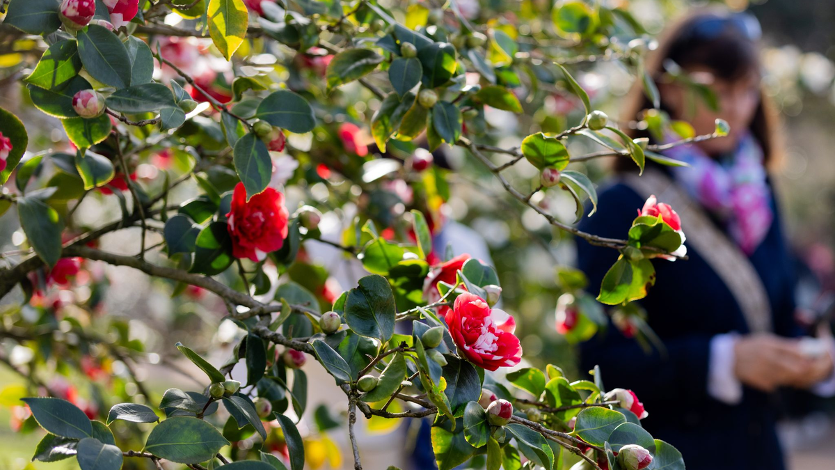Am Dienstag sind vereinzelte Schauer und Gewitter «ganz zur Freude der langsam aufblühenden Natur» möglich, so Meteorologe Bauer.  - Foto: Rolf Vennenbernd/dpa