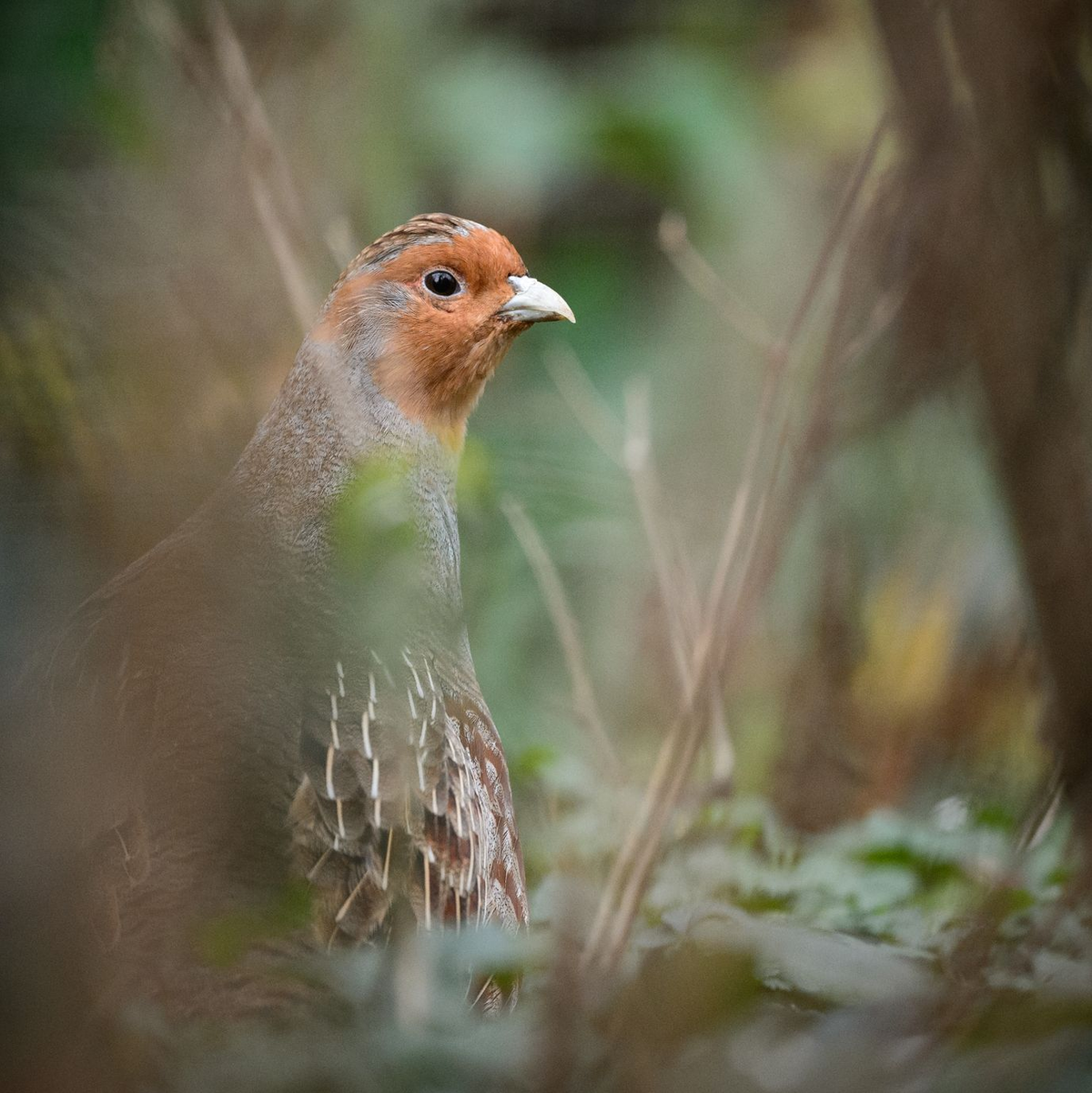 Ein Rebhuhn sitzt in einem Gehege des Zoologischen Gartens Wilhelma - Foto: Sina Schuldt/dpa