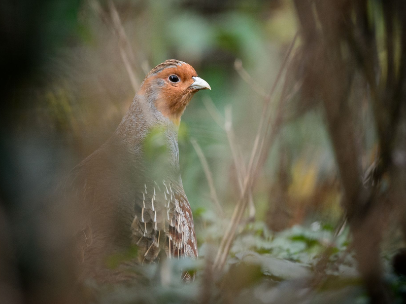 Ein Rebhuhn sitzt in einem Gehege des Zoologischen Gartens Wilhelma - Foto: Sina Schuldt/dpa