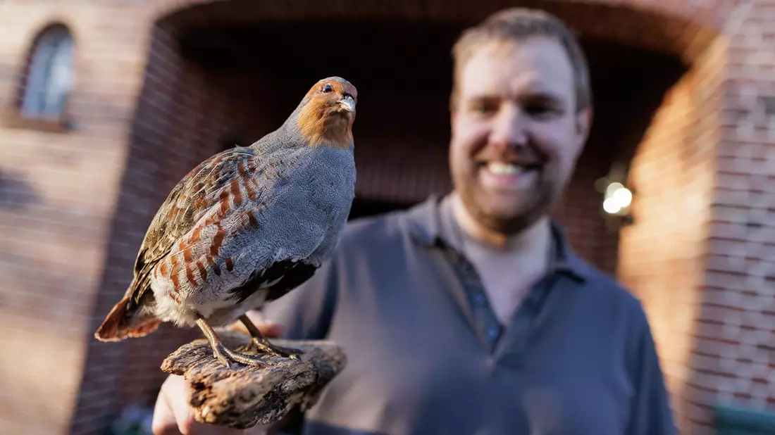 Landwirt Christian Wiese beteiligt sich seit mehreren Jahren an dem Projekt zum Schutz der Rebhühner in der Dümmerregion. Er zeigt auf seinem Hof ein Tierpräparat. Dabei handelt es sich um ein männliches Rebhuhn.  - Bild: David Ebener/dpa