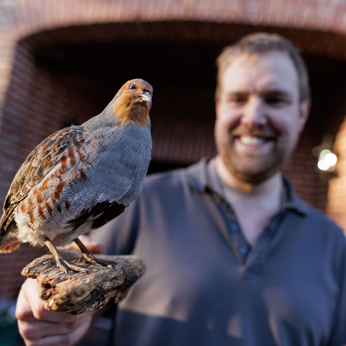  Landwirt Christian Wiese beteiligt sich seit mehreren Jahren an dem Projekt zum Schutz der Rebhühner in der Dümmerregion. Er zeigt auf seinem Hof ein Tierpräparat. Dabei handelt es sich um ein männliches Rebhuhn.  - Foto: David Ebener/dpa