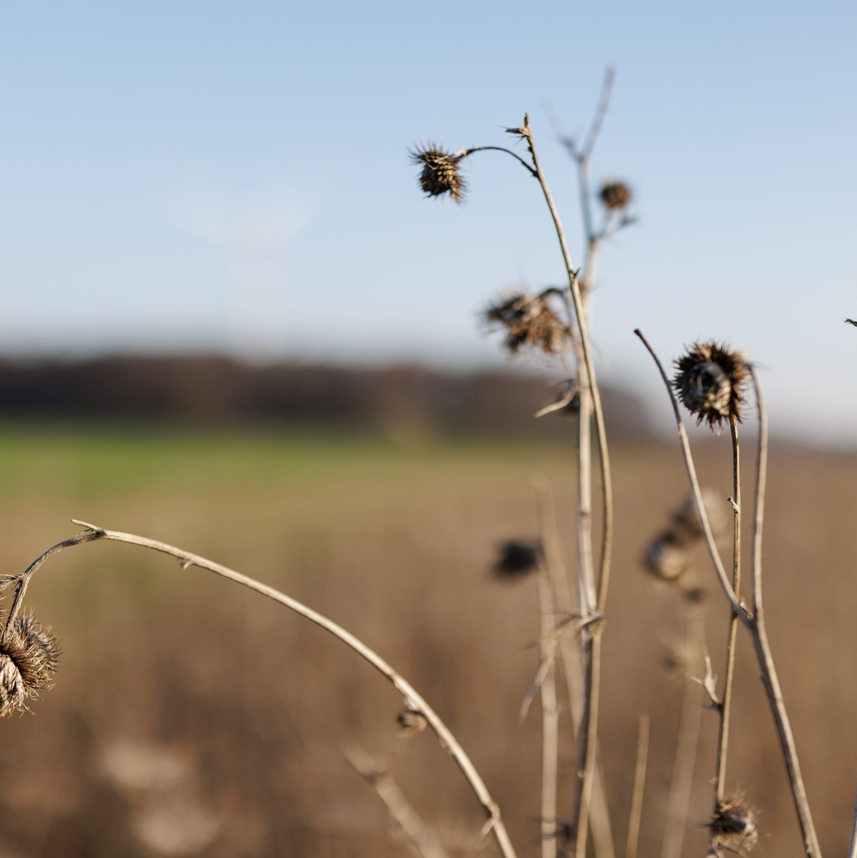 Ein Blühstreifen am Rande eines Feldes. Er bietet Rebhühnern Brutplätze, Nahrung und Schutz vor Fressfeinden.  - Foto: David-Wolfgang Ebener/dpa