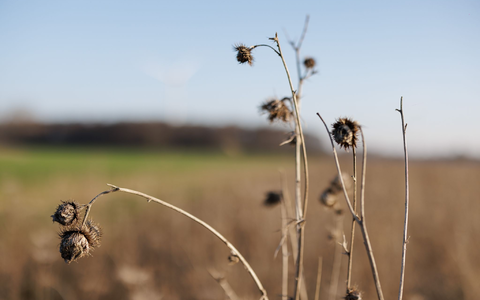 Ein Blühstreifen am Rande eines Feldes. Er bietet Rebhühnern Brutplätze, Nahrung und Schutz vor Fressfeinden.  - Foto: David-Wolfgang Ebener/dpa