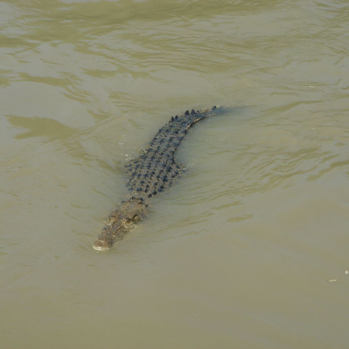 Unzählige Salzwasserkrokodile leben im Norden Australiens. (Archivbild) - Foto: Carola Frentzen/dpa