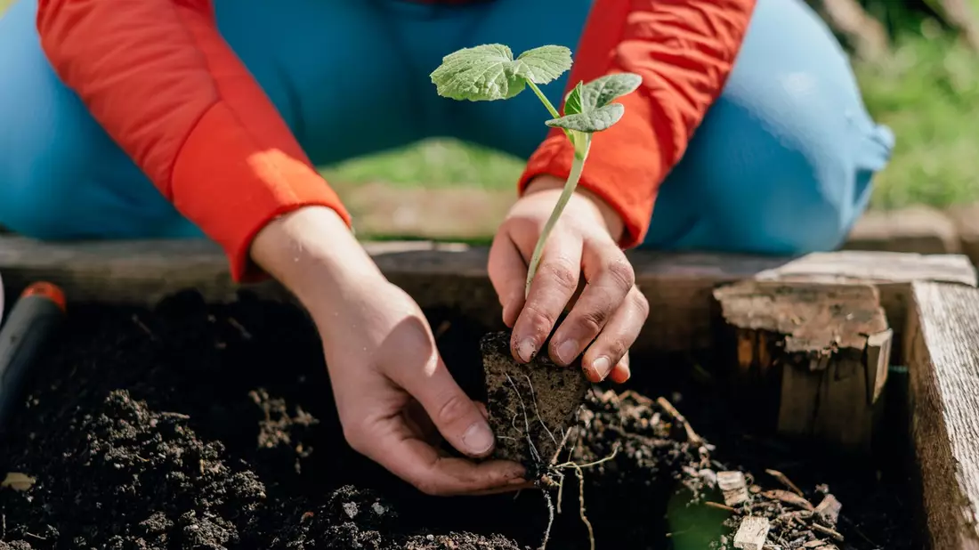 Klimaschutz im Garten: toom setzt konsequent auf torffreies Gärtnern / Bundesweite Aktionswoche Torffrei gärtnern des Bundesministeriums für Ernährung, Landwirtschaft und Heimat (BMELH) - Bild: presseportal.de