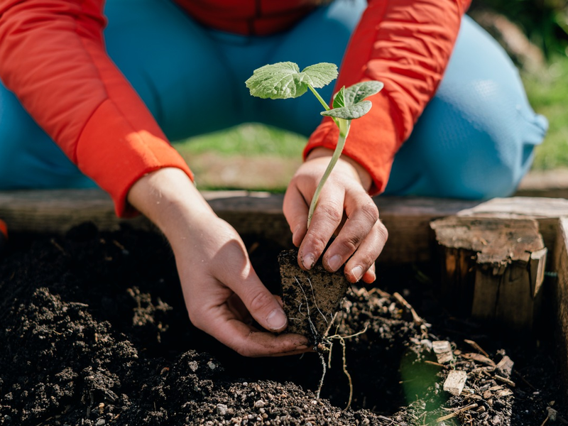 Klimaschutz im Garten: toom setzt konsequent auf torffreies Gärtnern / Bundesweite Aktionswoche Torffrei gärtnern des Bundesministeriums für Ernährung, Landwirtschaft und Heimat (BMELH) - Foto: presseportal.de