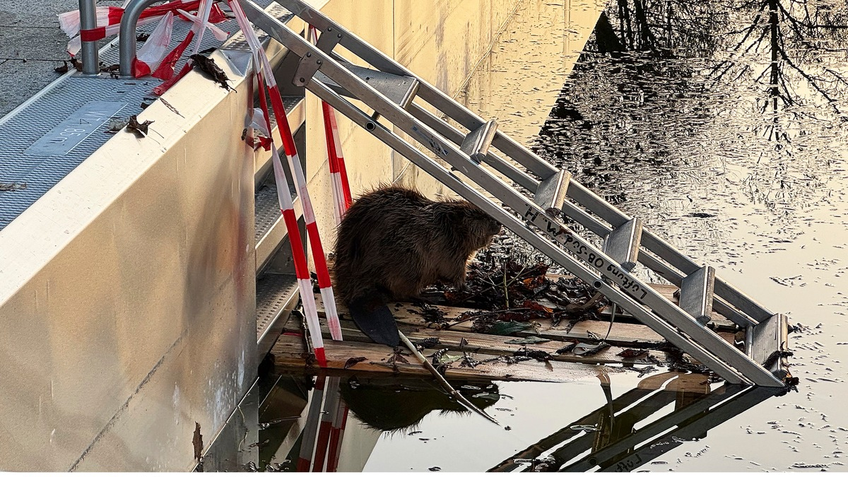 FW-M: Wochenendrückblick der Feuerwehr München für den 6. bis 8. März 2026 - Foto: presseportal.de