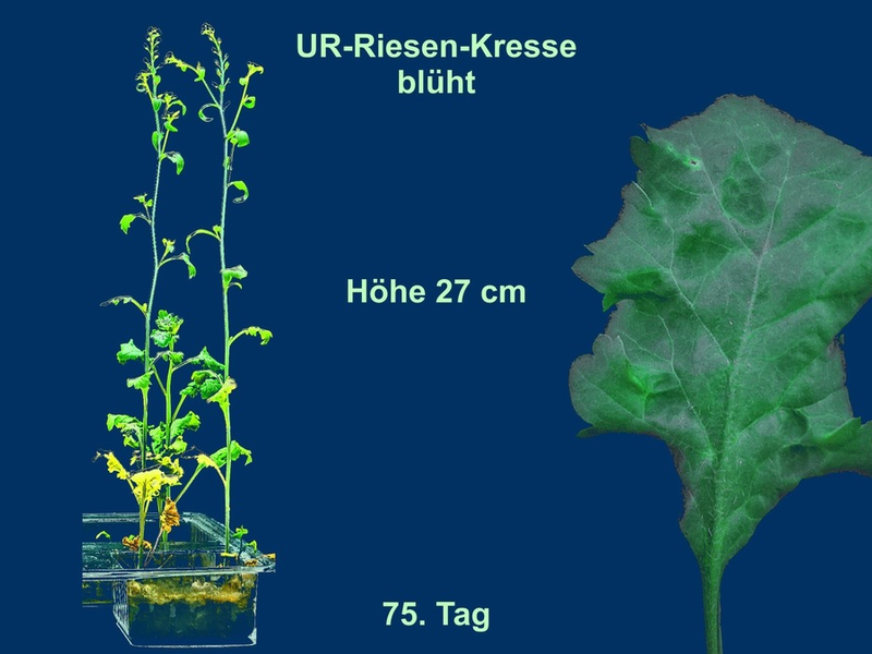 UR-Pflanzen selbst züchten. Der Jurassic Park erwacht wieder. Weltneuheit. - Foto: presseportal.de