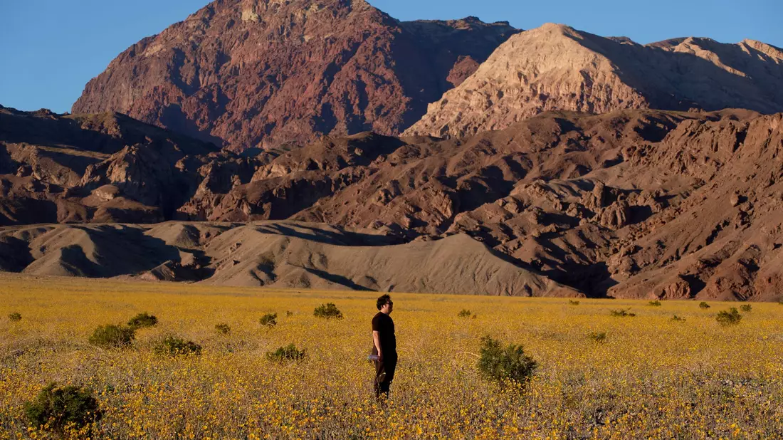 Für Auge und Nase eine Wohltat: Das sonst so trockene und heiße Death Valley im Westen der USA schimmert derzeit in den Farben verschiedener Wildblüten. - Bild: John Locher/AP/dpa