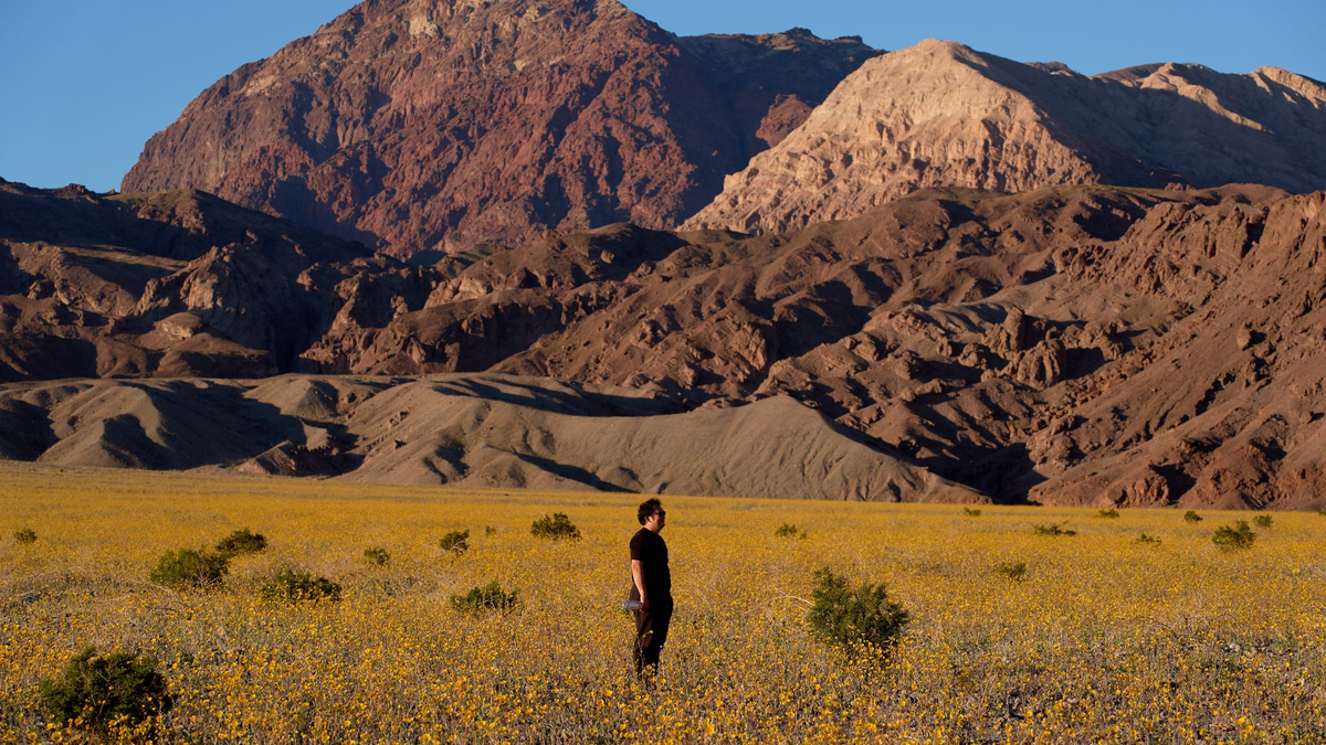 Für Auge und Nase eine Wohltat: Das sonst so trockene und heiße Death Valley im Westen der USA schimmert derzeit in den Farben verschiedener Wildblüten. - Foto: John Locher/AP/dpa